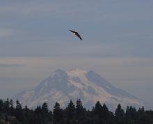 Eagle flying over a mountain